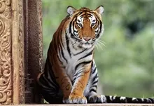 eyes forest animals tigers 304ndia 1920x1200 wallpaper Art HD Wallpaper